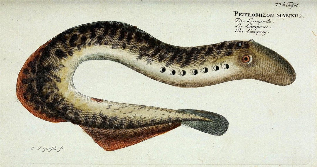 D. Marcus Elieser Bloch's, ausÃ¼benden Arztes zu Berlin. Atlas.Berlin :Auf Kosten des Ve | "Early works to 1800" Fishes Germany Ichthyology "Pictorial works"  | Vintage Print Reproduction 465795