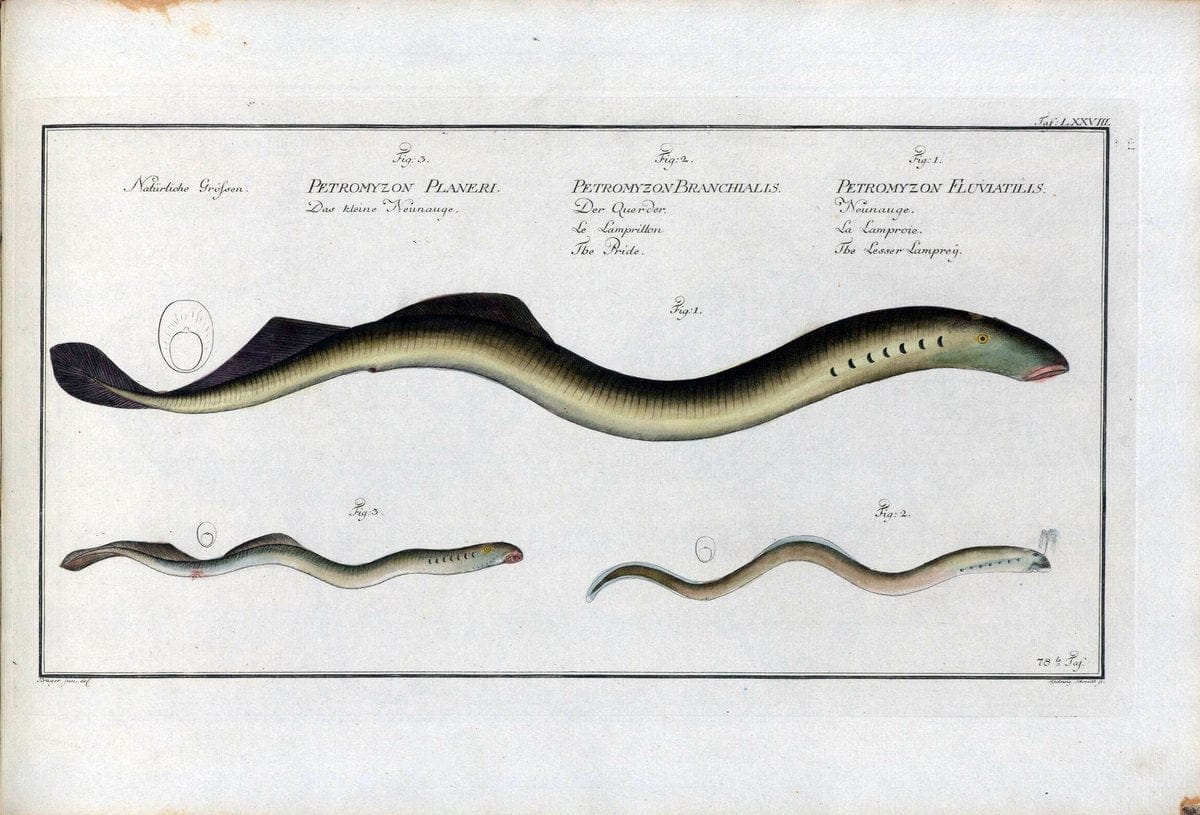 D. Marcus Elieser Bloch's, ausÃ¼benden Arztes zu Berlin .  Oeconomische Naturgeschichte der Fische Deutschlands . .Berlin :Auf Kosten des Verfassers | Vintage Print Reproduction 465797