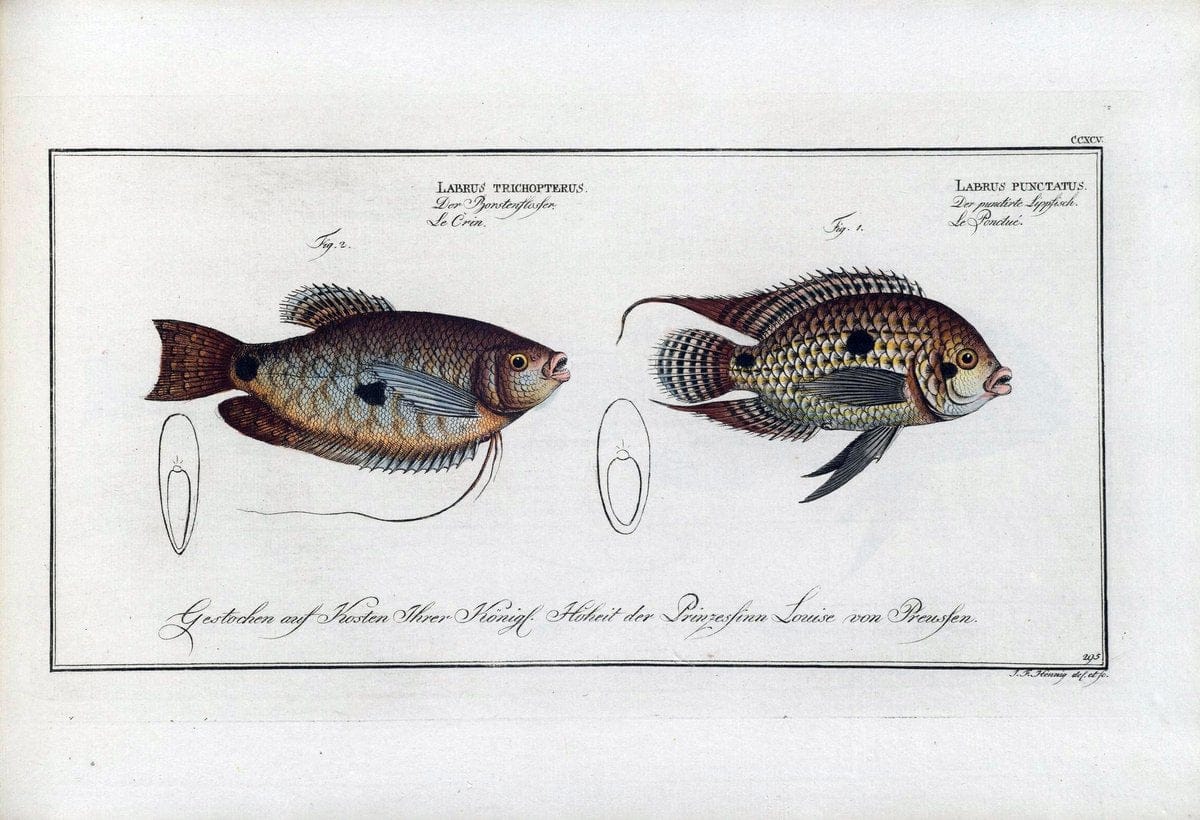 D. Marcus Elieser Bloch's, ausÃ¼benden Arztes zu Berlin .  Oeconomische Naturgeschichte der Fische Deutschlands . .Berlin :Auf Kosten des Verfassers | Vintage Print Reproduction 465798
