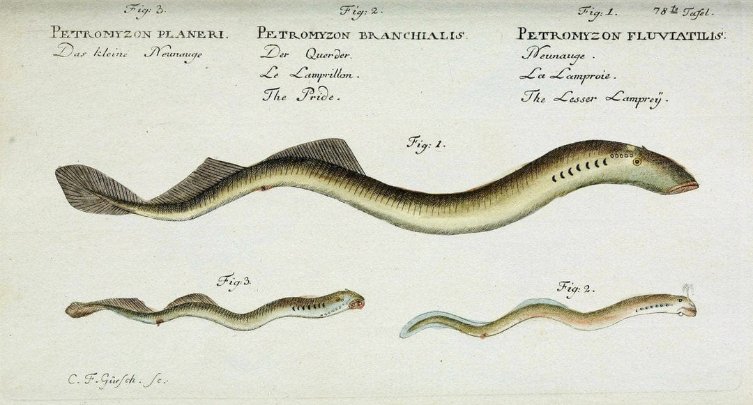 D. Marcus Elieser Bloch's, ausÃ¼benden Arztes zu Berlin. Atlas.Berlin :Auf Kosten des Ve | "Early works to 1800" Fishes Germany Ichthyology "Pictorial works"  | Vintage Print Reproduction 465799