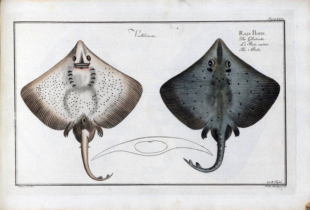 D. Marcus Elieser Bloch's, ausÃ¼benden Arztes zu Berlin .  Oeconomische Naturgeschichte der Fische Deutschlands . .Berlin :Auf Kosten des Verfassers | Vintage Print Reproduction 465800