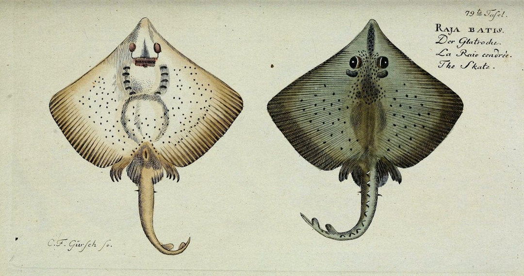 D. Marcus Elieser Bloch's, ausÃ¼benden Arztes zu Berlin. Atlas.Berlin :Auf Kosten des Ve | "Early works to 1800" Fishes Germany Ichthyology "Pictorial works"  | Vintage Print Reproduction 465803