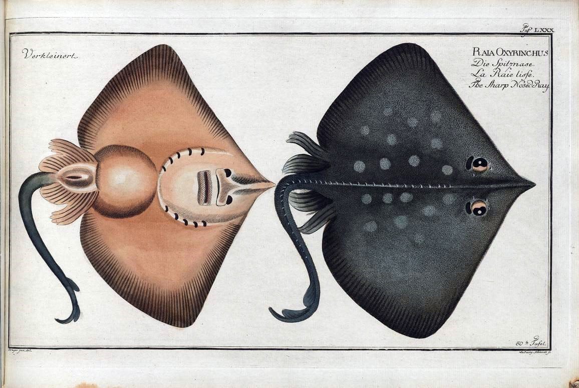 D. Marcus Elieser Bloch's, ausÃ¼benden Arztes zu Berlin .  Oeconomische Naturgeschichte der Fische Deutschlands . .Berlin :Auf Kosten des Verfassers | Vintage Print Reproduction 465804