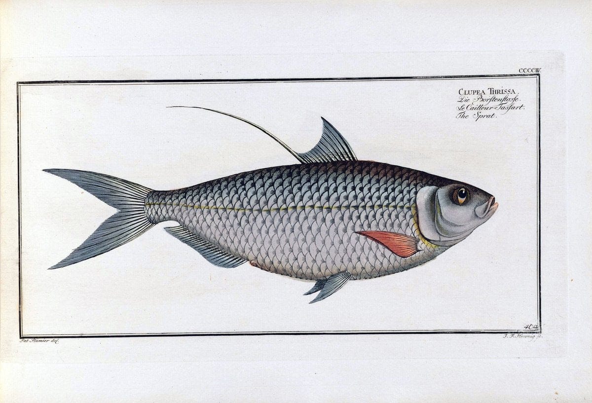 D. Marcus Elieser Bloch's, ausÃ¼benden Arztes zu Berlin .  Oeconomische Naturgeschichte der Fische Deutschlands . .Berlin :Auf Kosten des Verfassers | Vintage Print Reproduction 465806
