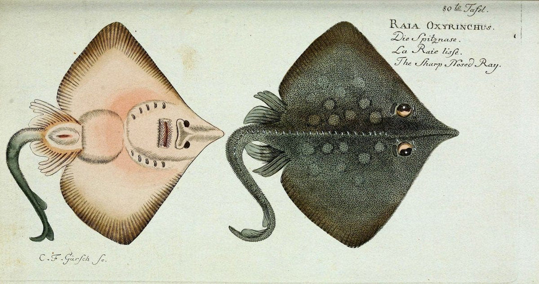 D. Marcus Elieser Bloch's, ausÃ¼benden Arztes zu Berlin. Atlas.Berlin :Auf Kosten des Ve | "Early works to 1800" Fishes Germany Ichthyology "Pictorial works"  | Vintage Print Reproduction 465807