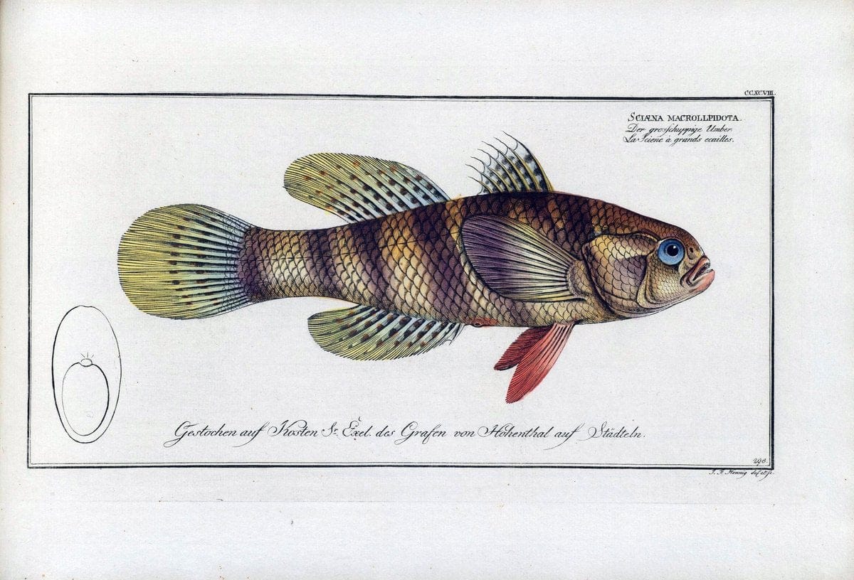 D. Marcus Elieser Bloch's, ausÃ¼benden Arztes zu Berlin .  Oeconomische Naturgeschichte der Fische Deutschlands . .Berlin :Auf Kosten des Verfassers | Vintage Print Reproduction 465809