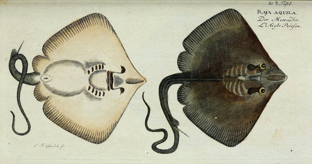 D. Marcus Elieser Bloch's, ausÃ¼benden Arztes zu Berlin. Atlas.Berlin :Auf Kosten des Ve | "Early works to 1800" Fishes Germany Ichthyology "Pictorial works"  | Vintage Print Reproduction 465811