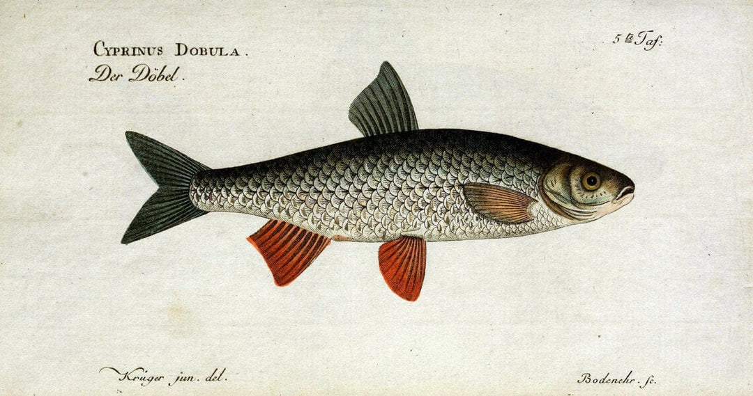 D. Marcus Elieser Bloch's, ausÃ¼benden Arztes zu Berlin. Atlas.Berlin :Auf Kosten des Ve | "Early works to 1800" Fishes Germany Ichthyology "Pictorial works"  | Vintage Print Reproduction 465815