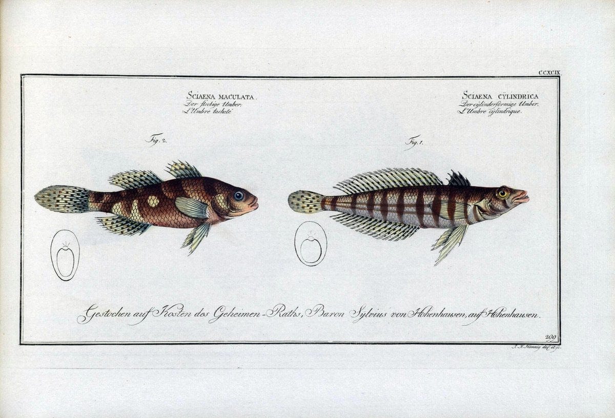 D. Marcus Elieser Bloch's, ausÃ¼benden Arztes zu Berlin .  Oeconomische Naturgeschichte der Fische Deutschlands . .Berlin :Auf Kosten des Verfassers | Vintage Print Reproduction 465816