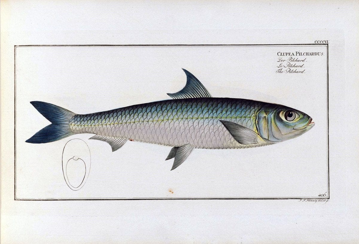D. Marcus Elieser Bloch's, ausÃ¼benden Arztes zu Berlin .  Oeconomische Naturgeschichte der Fische Deutschlands . .Berlin :Auf Kosten des Verfassers | Vintage Print Reproduction 465818