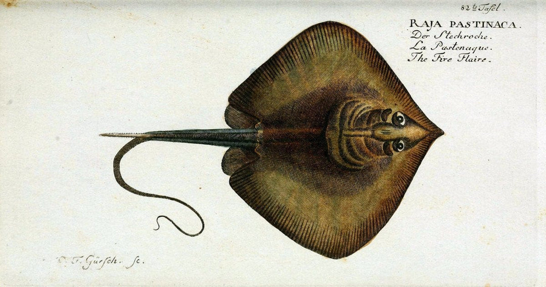 D. Marcus Elieser Bloch's, ausÃ¼benden Arztes zu Berlin. Atlas.Berlin :Auf Kosten des Ve | "Early works to 1800" Fishes Germany Ichthyology "Pictorial works"  | Vintage Print Reproduction 465819