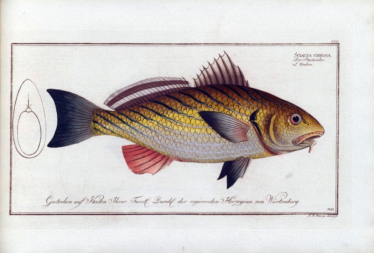 D. Marcus Elieser Bloch's, ausÃ¼benden Arztes zu Berlin .  Oeconomische Naturgeschichte der Fische Deutschlands . .Berlin :Auf Kosten des Verfassers | Vintage Print Reproduction 465821