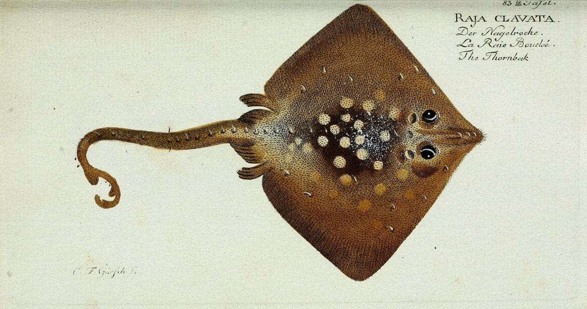 D. Marcus Elieser Bloch's, ausübenden Arztes zu Berlin. Atlas.Berlin :Auf Kosten des Ve | "Early works to 1800" Fishes Germany Ichthyology "Pictorial works"  | Vintage Print Reproduction 465823