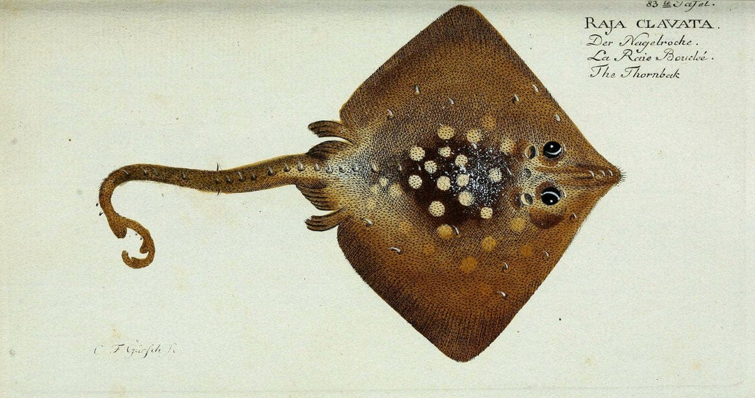 D. Marcus Elieser Bloch's, ausÃ¼benden Arztes zu Berlin. Atlas.Berlin :Auf Kosten des Ve | "Early works to 1800" Fishes Germany Ichthyology "Pictorial works"  | Vintage Print Reproduction 465823