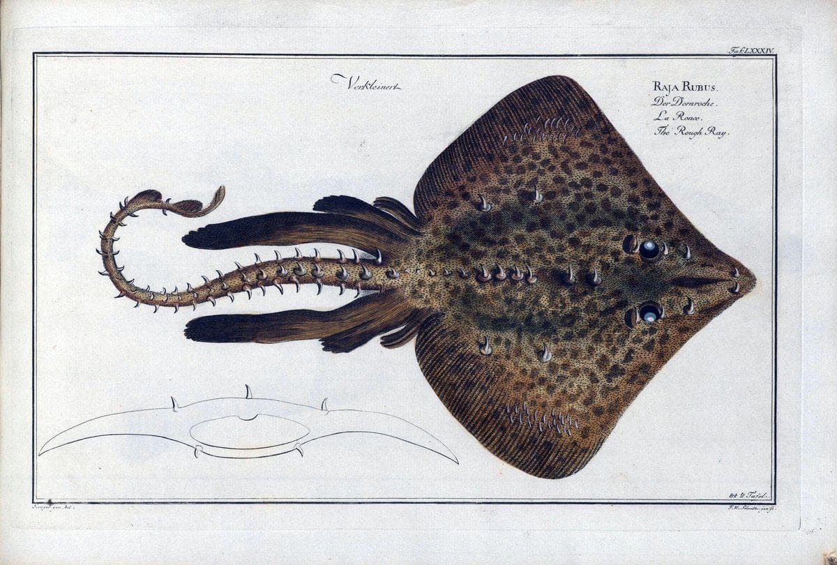 D. Marcus Elieser Bloch's, ausÃ¼benden Arztes zu Berlin .  Oeconomische Naturgeschichte der Fische Deutschlands . .Berlin :Auf Kosten des Verfassers | Vintage Print Reproduction 465824