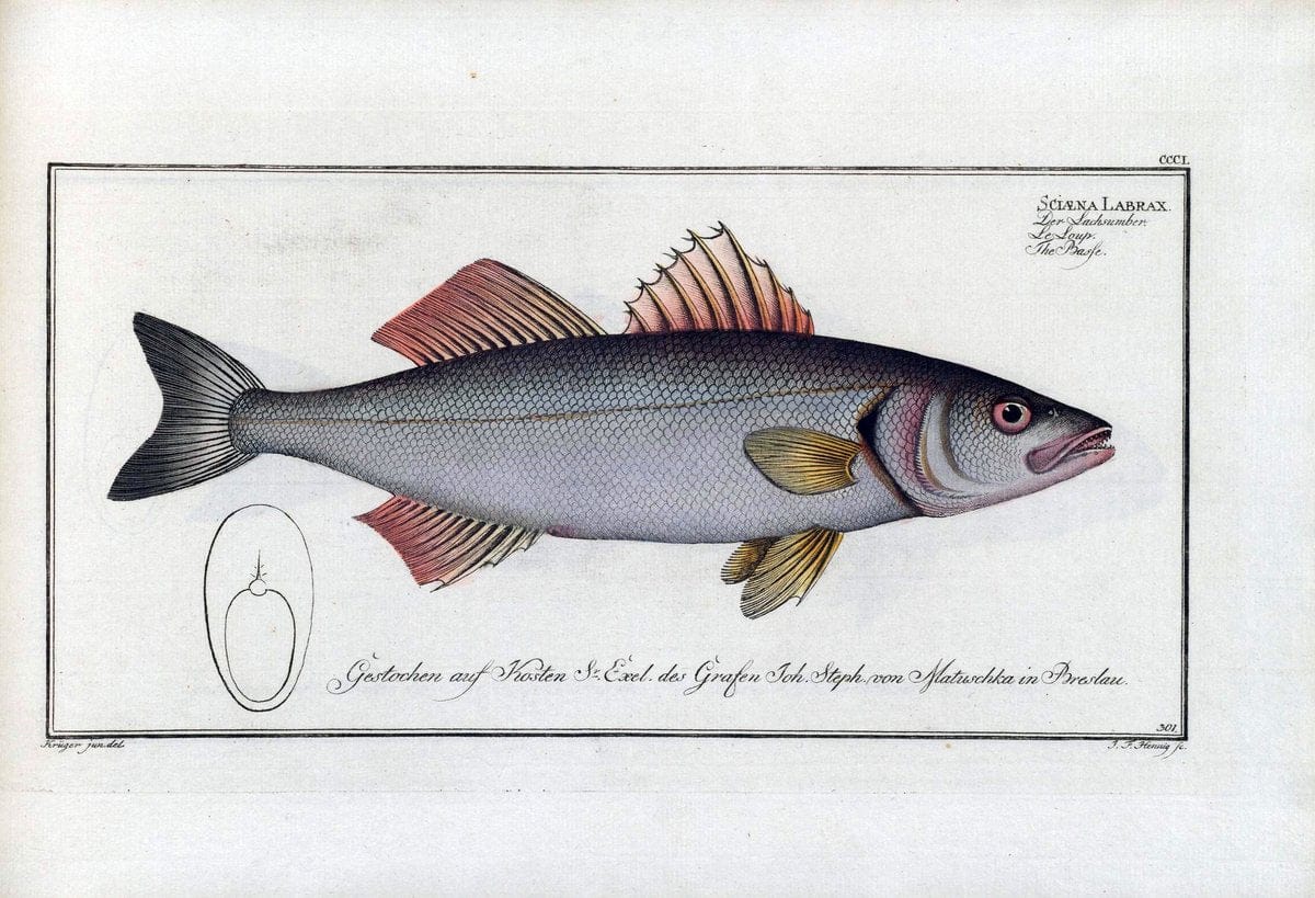 D. Marcus Elieser Bloch's, ausÃ¼benden Arztes zu Berlin .  Oeconomische Naturgeschichte der Fische Deutschlands . .Berlin :Auf Kosten des Verfassers | Vintage Print Reproduction 465826
