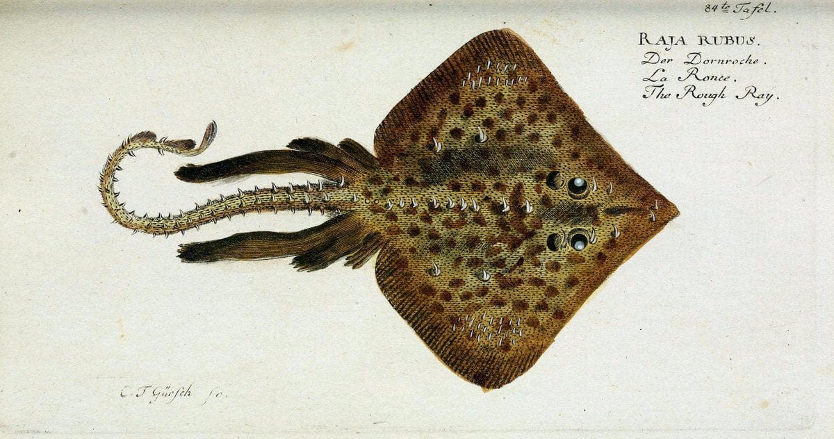 D. Marcus Elieser Bloch's, ausübenden Arztes zu Berlin. Atlas.Berlin :Auf Kosten des Ve | "Early works to 1800" Fishes Germany Ichthyology "Pictorial works"  | Vintage Print Reproduction 465827