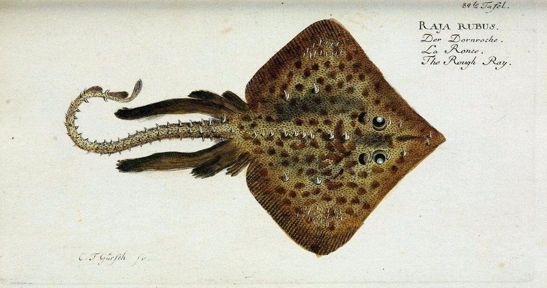 D. Marcus Elieser Bloch's, ausÃ¼benden Arztes zu Berlin. Atlas.Berlin :Auf Kosten des Ve | "Early works to 1800" Fishes Germany Ichthyology "Pictorial works"  | Vintage Print Reproduction 465827