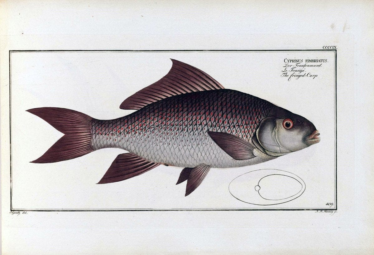 D. Marcus Elieser Bloch's, ausÃ¼benden Arztes zu Berlin .  Oeconomische Naturgeschichte der Fische Deutschlands . .Berlin :Auf Kosten des Verfassers | Vintage Print Reproduction 465830