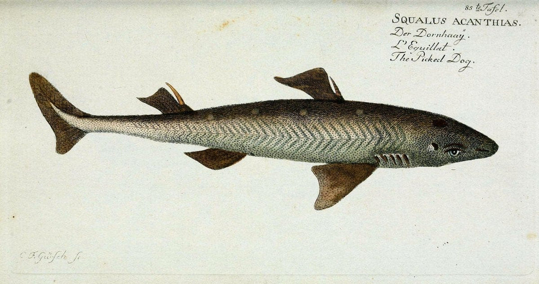 D. Marcus Elieser Bloch's, ausÃ¼benden Arztes zu Berlin. Atlas.Berlin :Auf Kosten des Ve | "Early works to 1800" Fishes Germany Ichthyology "Pictorial works"  | Vintage Print Reproduction 465831