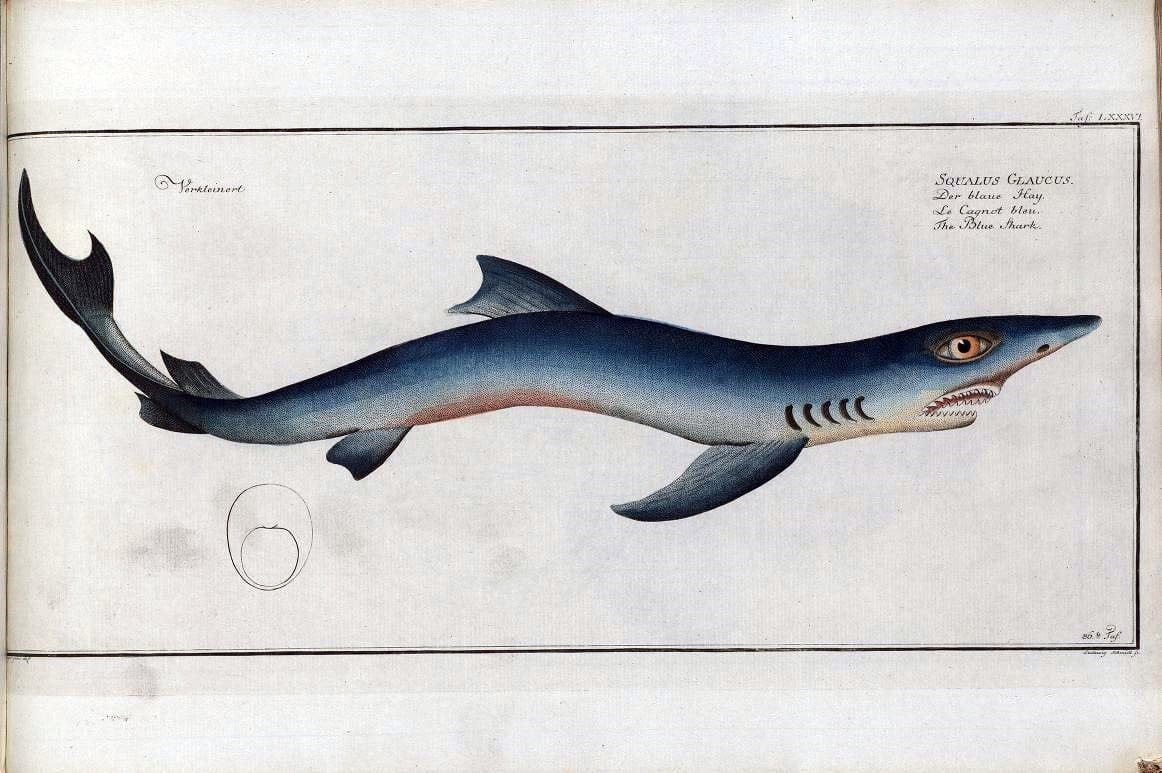 D. Marcus Elieser Bloch's, ausÃ¼benden Arztes zu Berlin .  Oeconomische Naturgeschichte der Fische Deutschlands . .Berlin :Auf Kosten des Verfassers | Vintage Print Reproduction 465833
