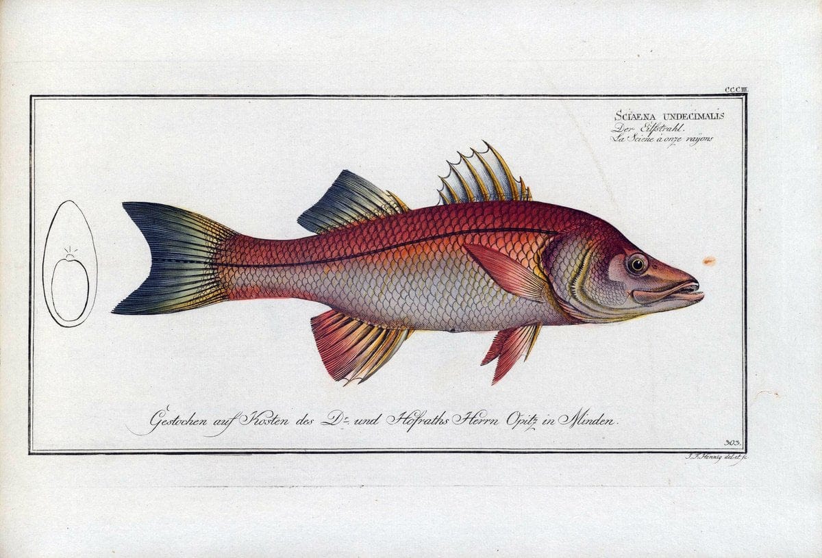 D. Marcus Elieser Bloch's, ausÃ¼benden Arztes zu Berlin .  Oeconomische Naturgeschichte der Fische Deutschlands . .Berlin :Auf Kosten des Verfassers | Vintage Print Reproduction 465834