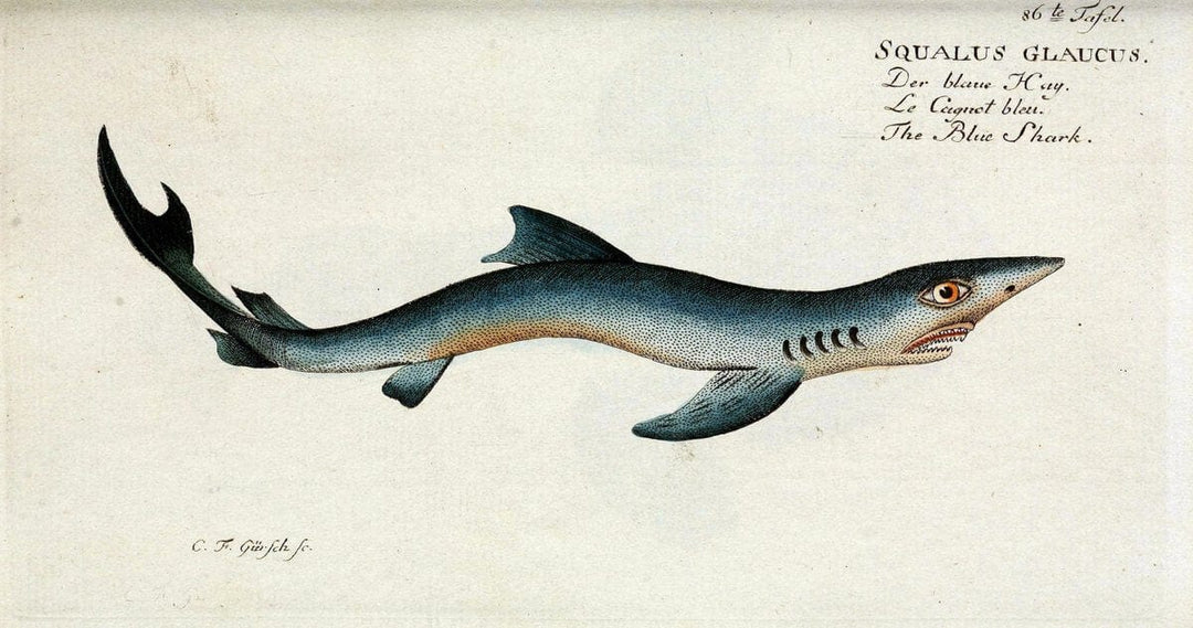 D. Marcus Elieser Bloch's, ausÃ¼benden Arztes zu Berlin. Atlas.Berlin :Auf Kosten des Ve | "Early works to 1800" Fishes Germany Ichthyology "Pictorial works"  | Vintage Print Reproduction 465835