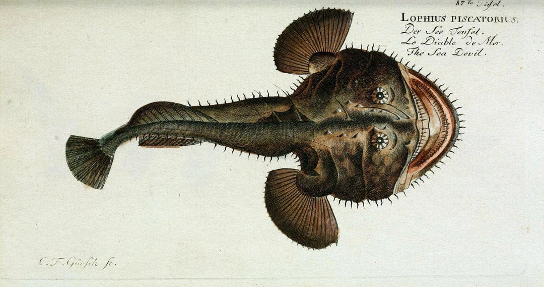 D. Marcus Elieser Bloch's, ausÃ¼benden Arztes zu Berlin. Atlas.Berlin :Auf Kosten des Ve | "Early works to 1800" Fishes Germany Ichthyology "Pictorial works"  | Vintage Print Reproduction 465839