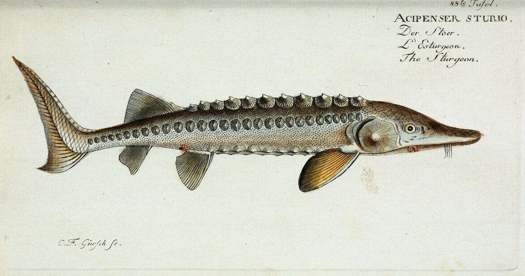 D. Marcus Elieser Bloch's, ausÃ¼benden Arztes zu Berlin. Atlas.Berlin :Auf Kosten des Ve | "Early works to 1800" Fishes Germany Ichthyology "Pictorial works"  | Vintage Print Reproduction 465843