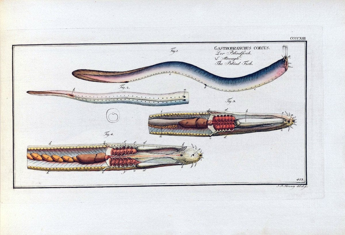 D. Marcus Elieser Bloch's, ausÃ¼benden Arztes zu Berlin .  Oeconomische Naturgeschichte der Fische Deutschlands . .Berlin :Auf Kosten des Verfassers | Vintage Print Reproduction 465844