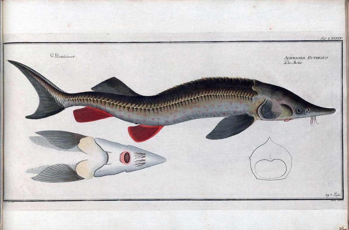 D. Marcus Elieser Bloch's, ausÃ¼benden Arztes zu Berlin .  Oeconomische Naturgeschichte der Fische Deutschlands . .Berlin :Auf Kosten des Verfassers | Vintage Print Reproduction 465845