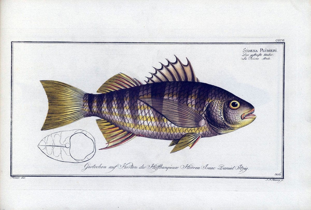 D. Marcus Elieser Bloch's, ausÃ¼benden Arztes zu Berlin .  Oeconomische Naturgeschichte der Fische Deutschlands . .Berlin :Auf Kosten des Verfassers | Vintage Print Reproduction 465846