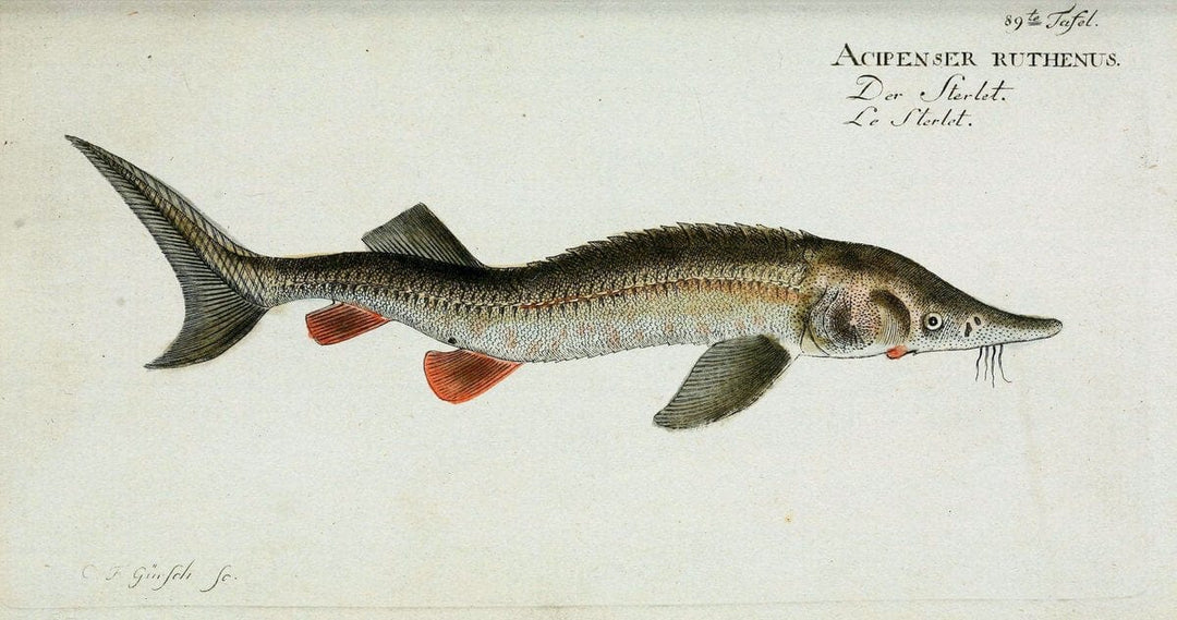 D. Marcus Elieser Bloch's, ausÃ¼benden Arztes zu Berlin. Atlas.Berlin :Auf Kosten des Ve | "Early works to 1800" Fishes Germany Ichthyology "Pictorial works"  | Vintage Print Reproduction 465847