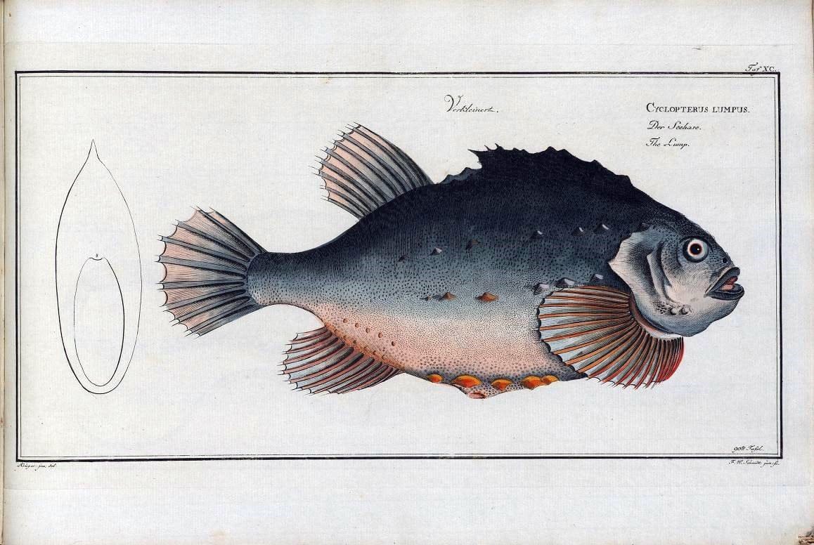 D. Marcus Elieser Bloch's, ausÃ¼benden Arztes zu Berlin .  Oeconomische Naturgeschichte der Fische Deutschlands . .Berlin :Auf Kosten des Verfassers | Vintage Print Reproduction 465849