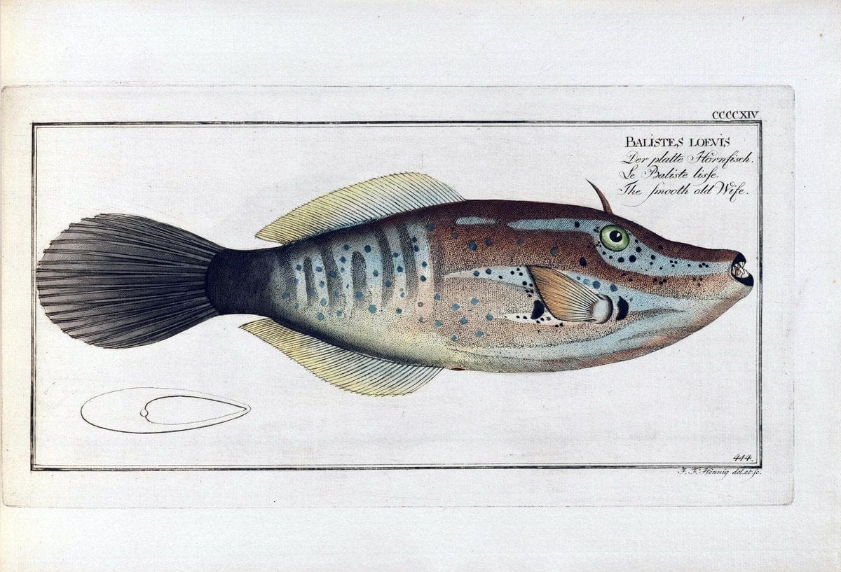 D. Marcus Elieser Bloch's, ausÃ¼benden Arztes zu Berlin .  Oeconomische Naturgeschichte der Fische Deutschlands . .Berlin :Auf Kosten des Verfassers | Vintage Print Reproduction 465850