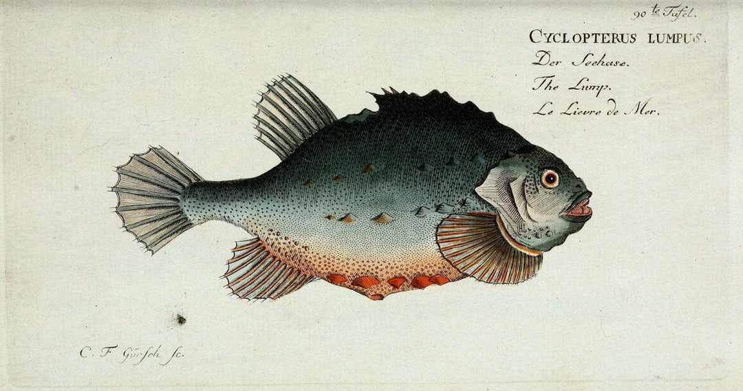 D. Marcus Elieser Bloch's, ausÃ¼benden Arztes zu Berlin. Atlas.Berlin :Auf Kosten des Ve | "Early works to 1800" Fishes Germany Ichthyology "Pictorial works"  | Vintage Print Reproduction 465851