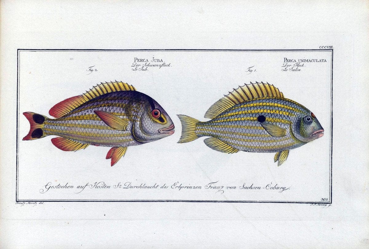 D. Marcus Elieser Bloch's, ausÃ¼benden Arztes zu Berlin .  Oeconomische Naturgeschichte der Fische Deutschlands . .Berlin :Auf Kosten des Verfassers | Vintage Print Reproduction 465854