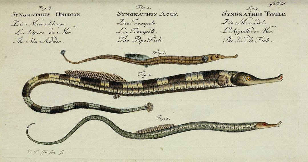 D. Marcus Elieser Bloch's, ausÃ¼benden Arztes zu Berlin. Atlas.Berlin :Auf Kosten des Ve | "Early works to 1800" Fishes Germany Ichthyology "Pictorial works"  | Vintage Print Reproduction 465855