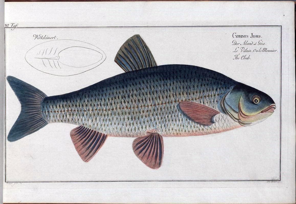 D. Marcus Elieser Bloch's, ausÃ¼benden Arztes zu Berlin .  Oeconomische Naturgeschichte der Fische Deutschlands . .Berlin :Auf Kosten des Verfassers | Vintage Print Reproduction 465856