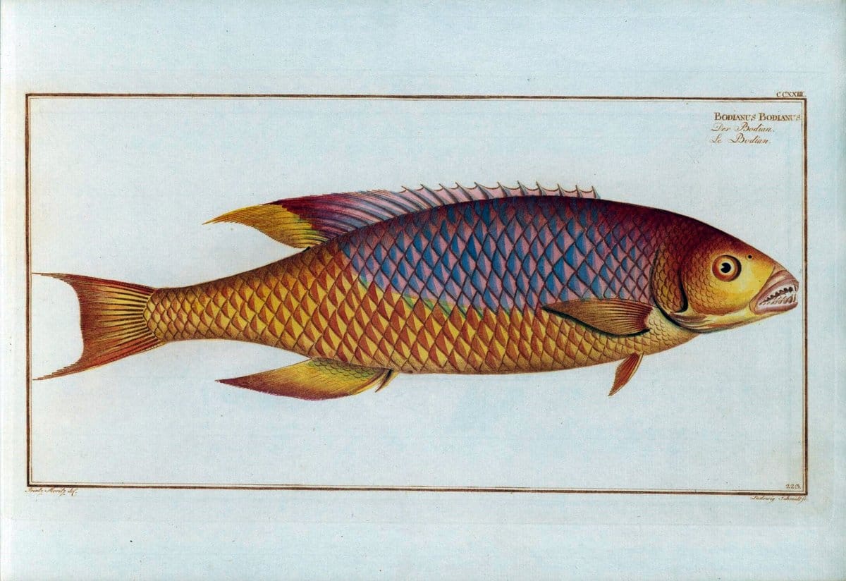 D. Marcus Elieser Bloch's, ausÃ¼benden Arztes zu Berlin .  Oeconomische Naturgeschichte der Fische Deutschlands . .Berlin :Auf Kosten des Verfassers | Vintage Print Reproduction 465857