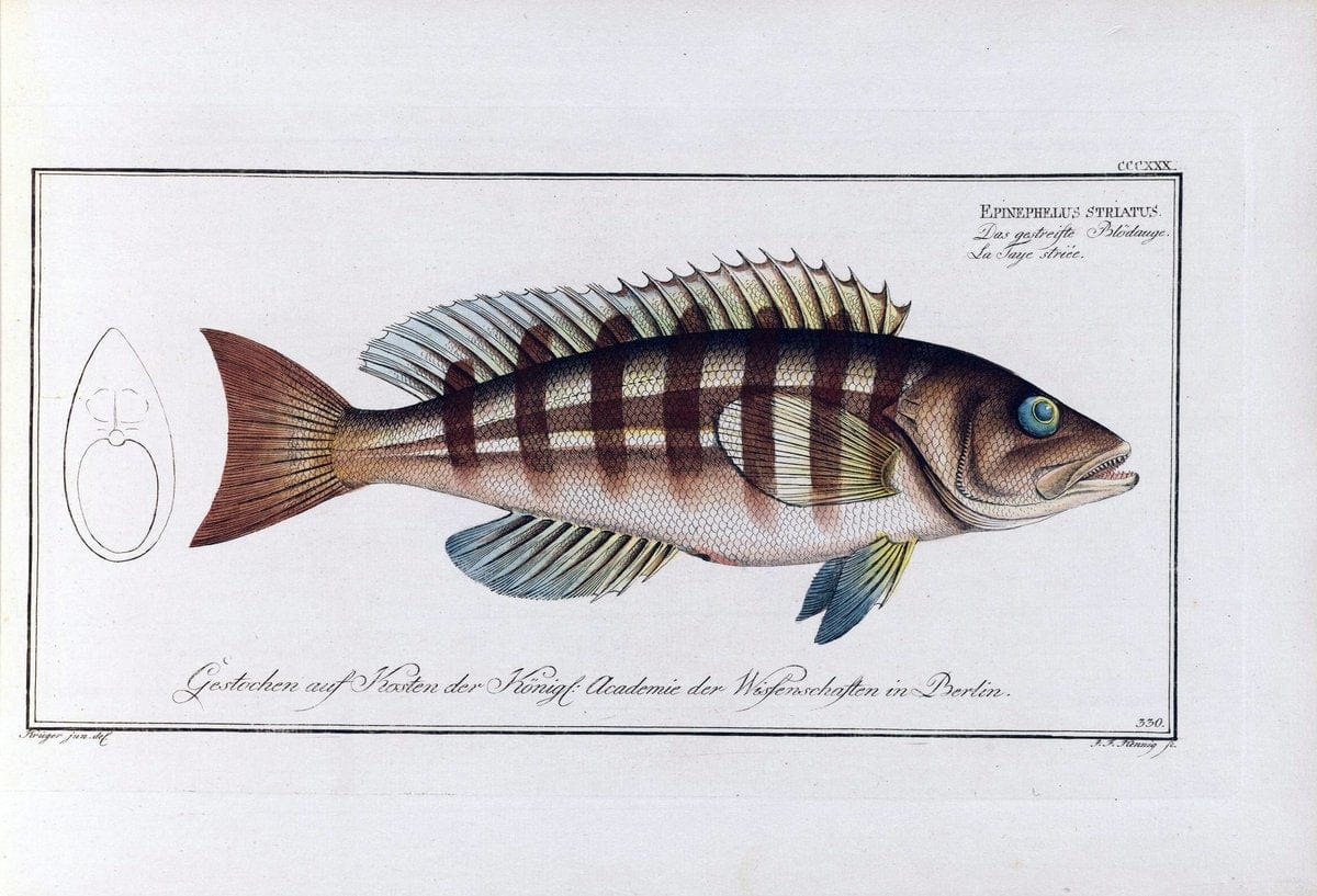 D. Marcus Elieser Bloch's, ausÃ¼benden Arztes zu Berlin .  Oeconomische Naturgeschichte der Fische Deutschlands . .Berlin :Auf Kosten des Verfassers | Vintage Print Reproduction 465858