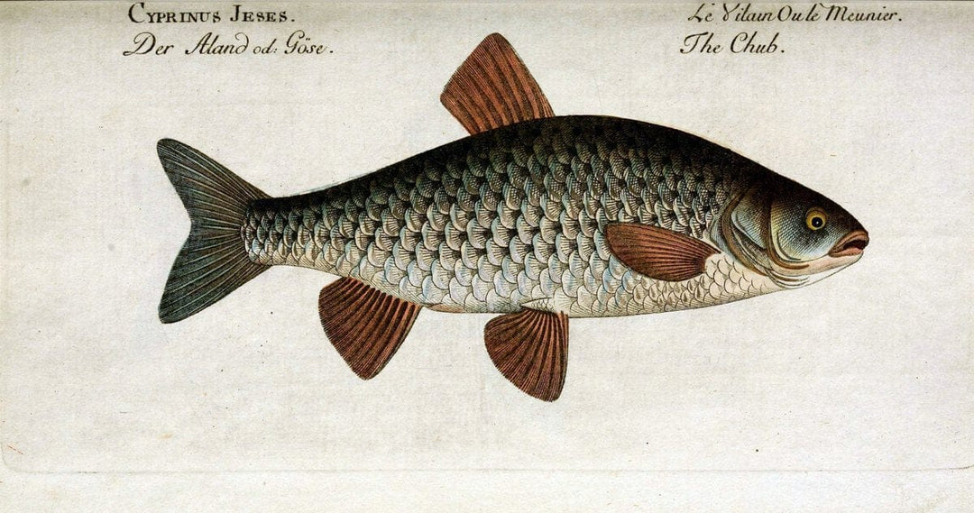 D. Marcus Elieser Bloch's, ausÃ¼benden Arztes zu Berlin. Atlas.Berlin :Auf Kosten des Ve | "Early works to 1800" Fishes Germany Ichthyology "Pictorial works"  | Vintage Print Reproduction 465859