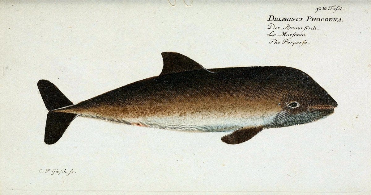 D. Marcus Elieser Bloch's, ausübenden Arztes zu Berlin. Atlas.Berlin :Auf Kosten des Ve | "Early works to 1800" Fishes Germany Ichthyology "Pictorial works"  | Vintage Print Reproduction 465863