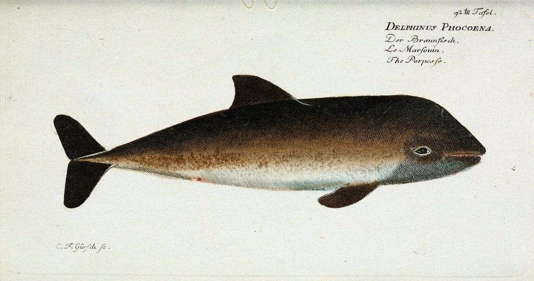 D. Marcus Elieser Bloch's, ausÃ¼benden Arztes zu Berlin. Atlas.Berlin :Auf Kosten des Ve | "Early works to 1800" Fishes Germany Ichthyology "Pictorial works"  | Vintage Print Reproduction 465863
