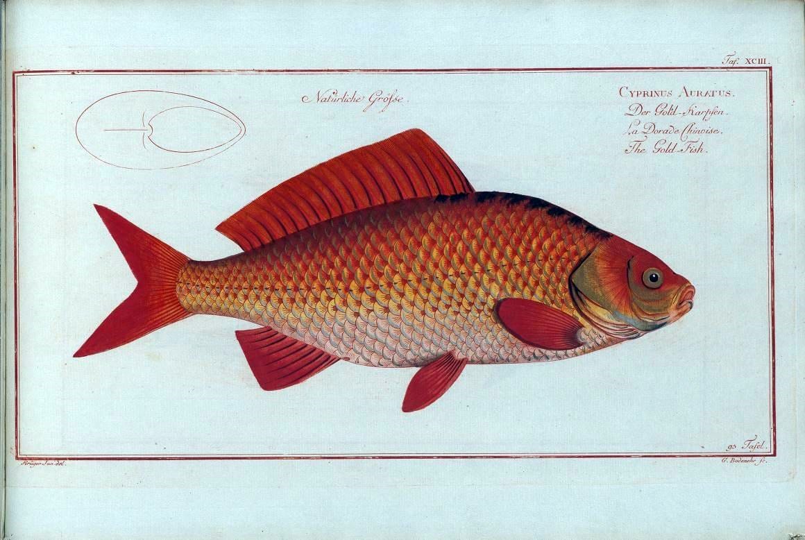 D. Marcus Elieser Bloch's, ausÃ¼benden Arztes zu Berlin .  Oeconomische Naturgeschichte der Fische Deutschlands . .Berlin :Auf Kosten des Verfassers | Vintage Print Reproduction 465865