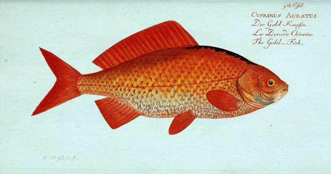 D. Marcus Elieser Bloch's, ausÃ¼benden Arztes zu Berlin. Atlas.Berlin :Auf Kosten des Ve | "Early works to 1800" Fishes Germany Ichthyology "Pictorial works"  | Vintage Print Reproduction 465867