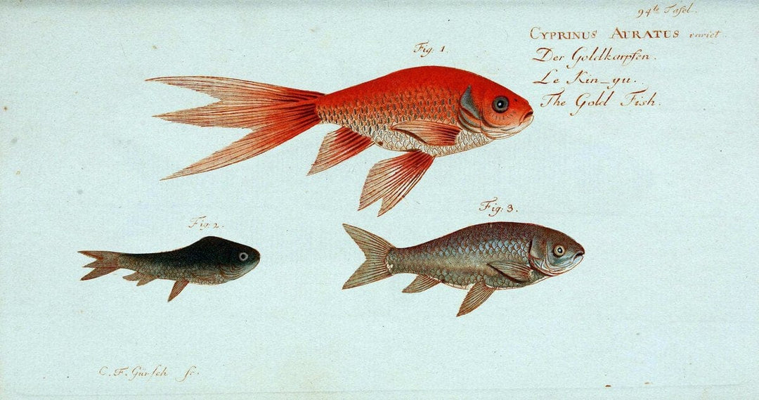 D. Marcus Elieser Bloch's, ausÃ¼benden Arztes zu Berlin. Atlas.Berlin :Auf Kosten des Ve | "Early works to 1800" Fishes Germany Ichthyology "Pictorial works"  | Vintage Print Reproduction 465871