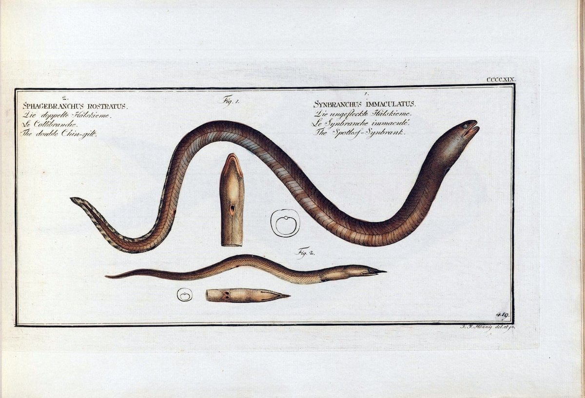 D. Marcus Elieser Bloch's, ausÃ¼benden Arztes zu Berlin .  Oeconomische Naturgeschichte der Fische Deutschlands . .Berlin :Auf Kosten des Verfassers | Vintage Print Reproduction 465872