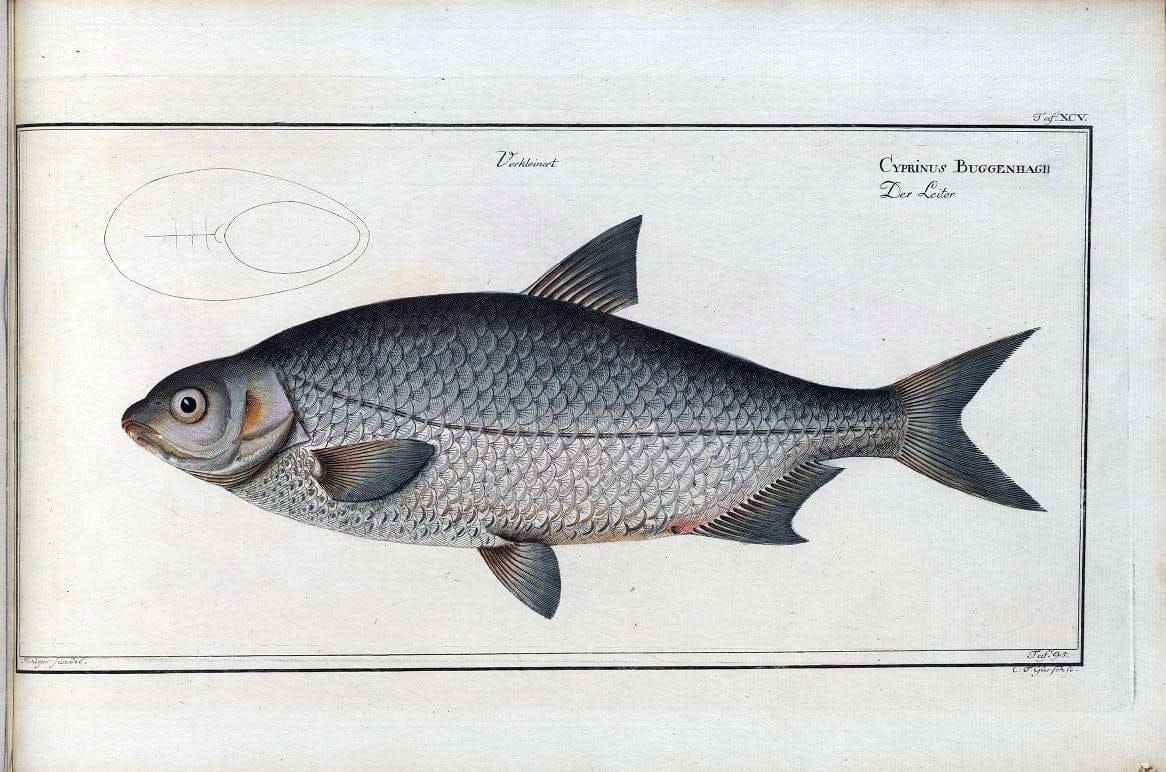 D. Marcus Elieser Bloch's, ausÃ¼benden Arztes zu Berlin .  Oeconomische Naturgeschichte der Fische Deutschlands . .Berlin :Auf Kosten des Verfassers | Vintage Print Reproduction 465873