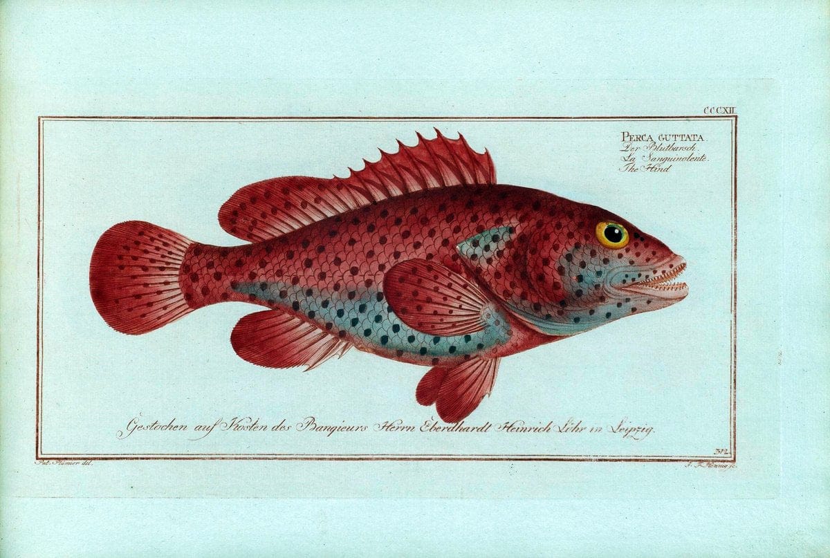 D. Marcus Elieser Bloch's, ausÃ¼benden Arztes zu Berlin .  Oeconomische Naturgeschichte der Fische Deutschlands . .Berlin :Auf Kosten des Verfassers | Vintage Print Reproduction 465874